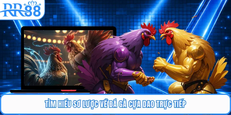Tìm hiểu sơ lược về đá gà cựa dao trực tiếp